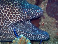 Honeycomb Moray - 7 Mile Reef - Sodwana - South Africa - ... by Lindsey Smith 